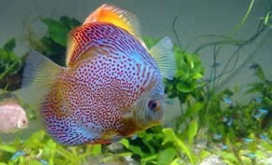 龍魚蒙眼用什么藥最有效治療呢（治療龍魚蒙眼的方法和藥物推薦）