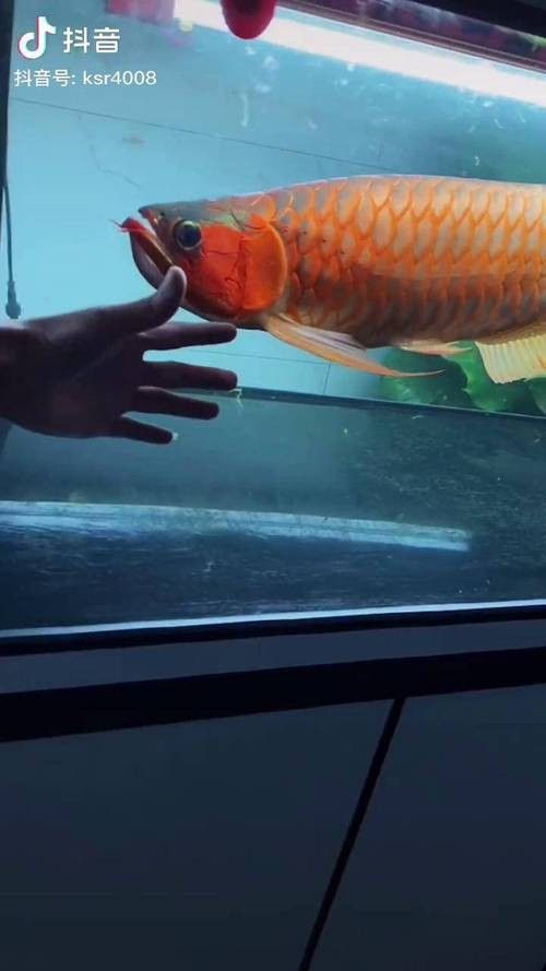 給我一張紅龍魚雄性圖片