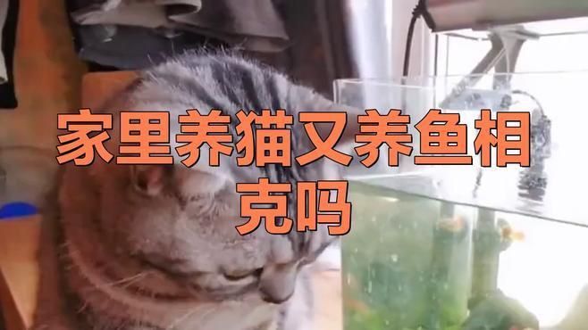 有哪些貓適合與魚共存？