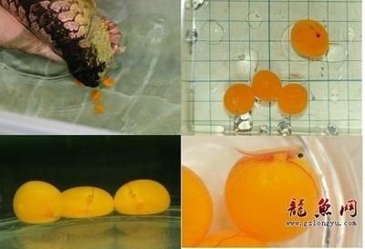 龍魚下蛋了吉祥嗎怎么養：龍魚下蛋了吉祥嗎 龍魚下蛋了吉祥嗎怎么養：龍魚下蛋了吉祥嗎 龍魚百科 第1張