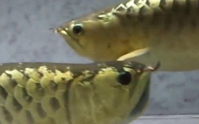 家養(yǎng)金龍魚價格表：家養(yǎng)金龍魚的價格
