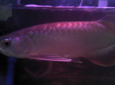 家養(yǎng)金龍魚價格表：家養(yǎng)金龍魚的價格
