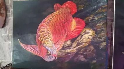 為什么龍魚關燈就游：為什么龍魚關燈就游動