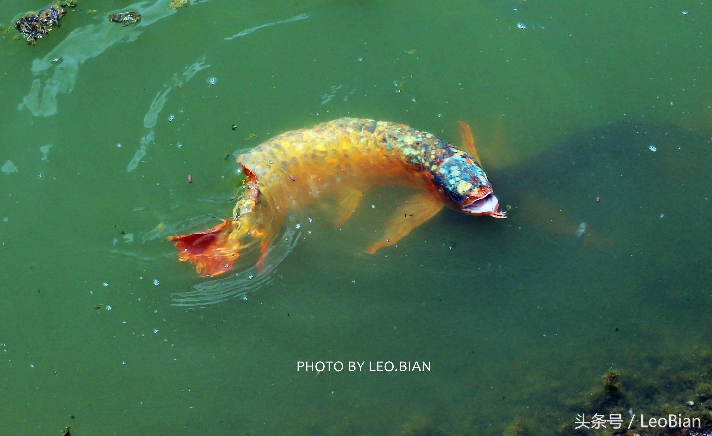 為什么龍魚關燈就游：為什么龍魚關燈就游動