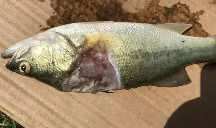 龍魚爛身病多久會死亡？