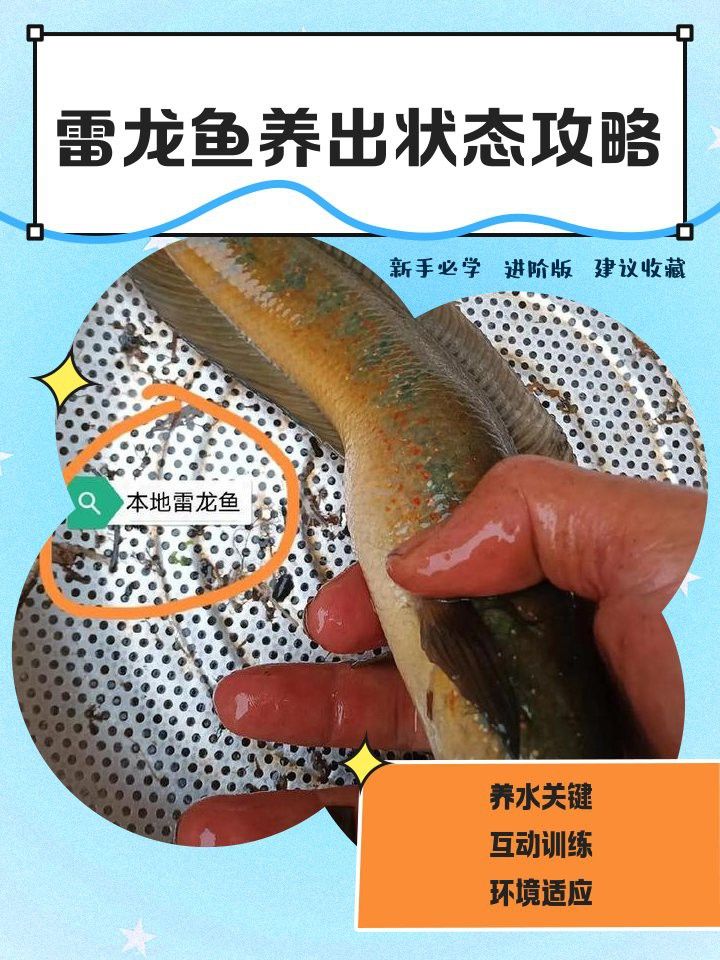 紅帝王雷龍魚水溫多少