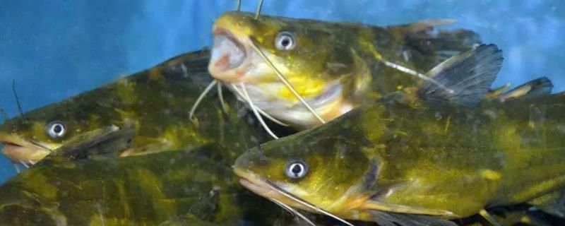 魚苗不同階段飼料選擇指南：不同階段的魚苗飼料選擇指南，不同階段的飼料選擇指南