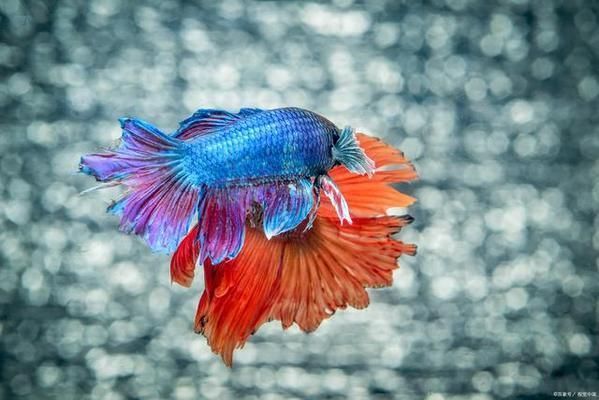 魚苗不同階段飼料選擇指南：不同階段的魚苗飼料選擇指南，不同階段的飼料選擇指南