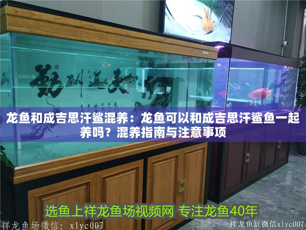 龍魚和成吉思汗鯊混養：龍魚可以和成吉思汗鯊魚一起養嗎？混養指南與注意事項 龍魚和成吉思汗鯊混養：龍魚可以和成吉思汗鯊魚一起養嗎？混養指南與注意事項 龍魚百科 第1張