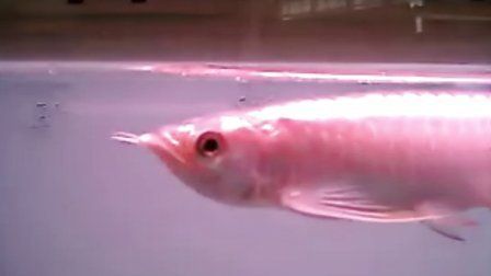 品相好的紅龍魚是什么魚?。浩废嗪玫募t龍魚飼養技巧紅龍魚的飼養技巧紅龍魚的飼養技巧