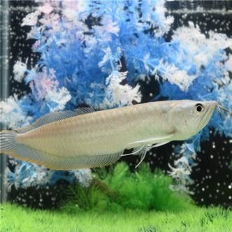 銀龍魚和虎魚能混養嗎圖片欣賞一下
