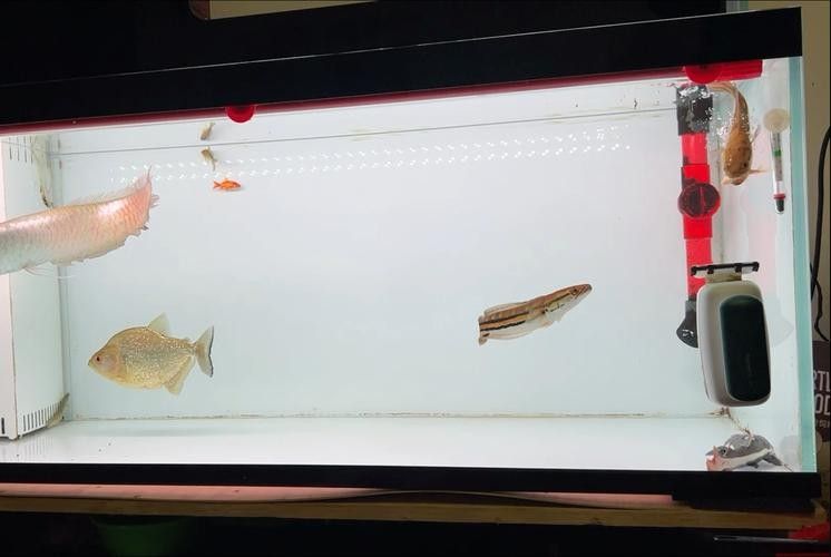 銀龍魚和虎魚能混養嗎圖片欣賞一下