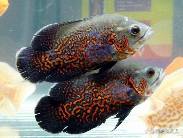 銀龍魚和虎魚能混養嗎圖片欣賞一下
