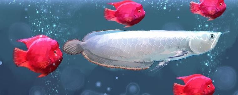 銀龍魚和虎魚能混養嗎圖片欣賞一下