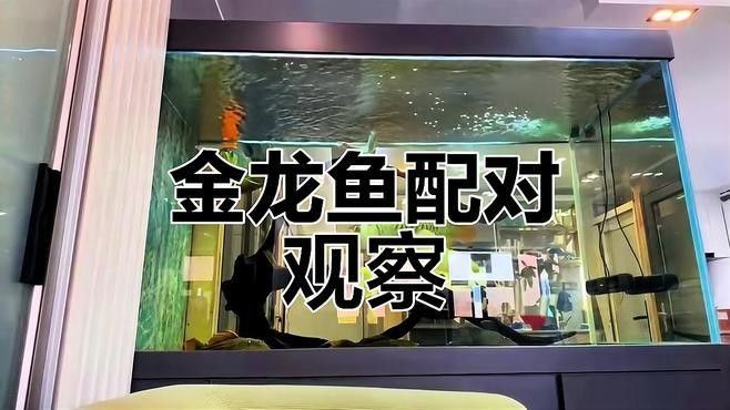 銀龍魚和虎魚能混養嗎圖片欣賞一下