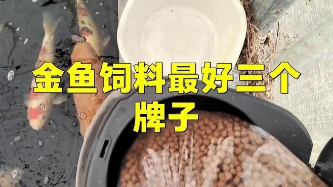 口碑最好的金魚飼料