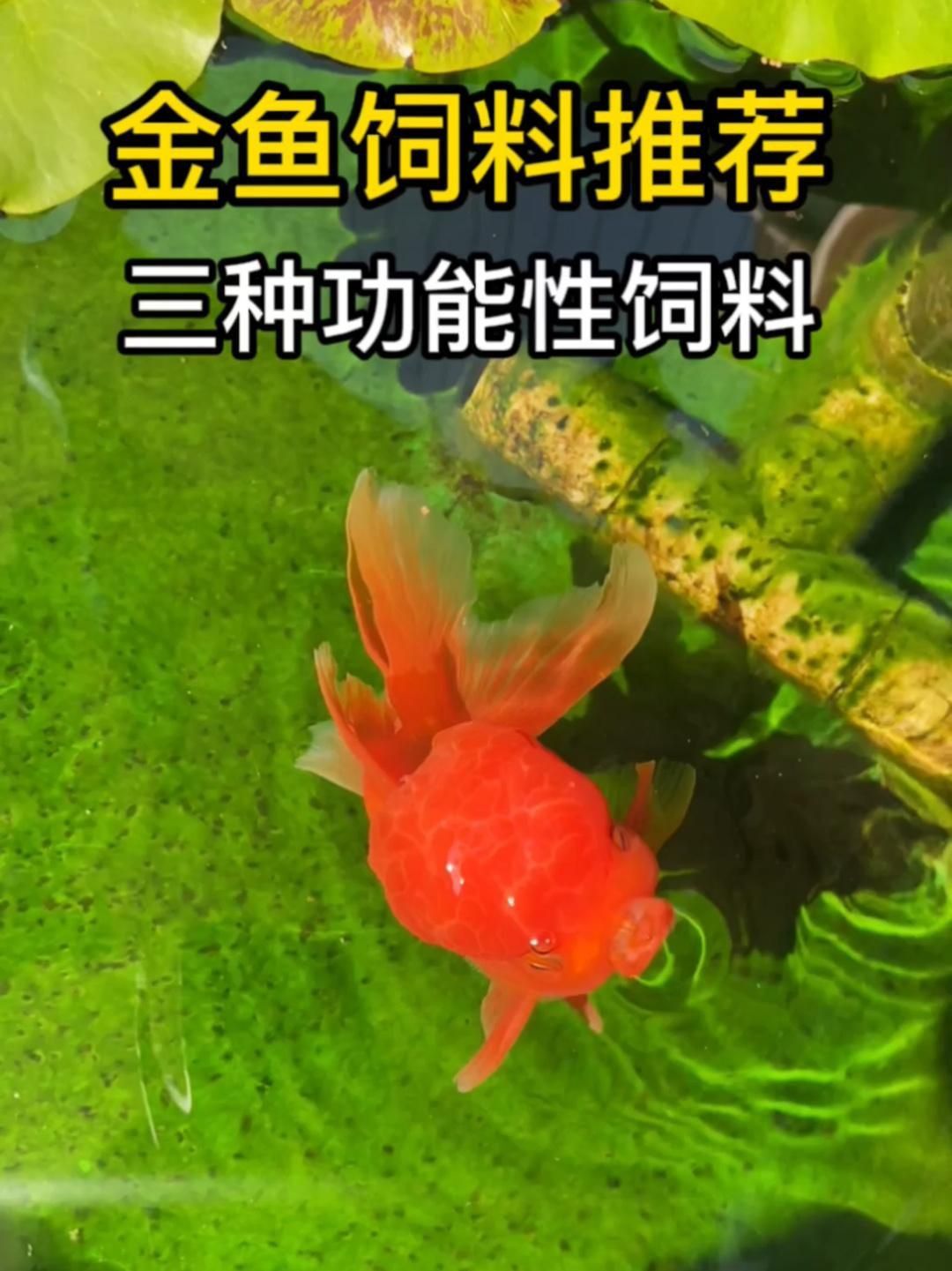 口碑最好的金魚飼料