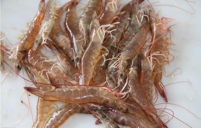 龍魚吃河蝦是否需要去殼？（龍魚吃河蝦是否需要去殼，魚友分享自己的經驗，）