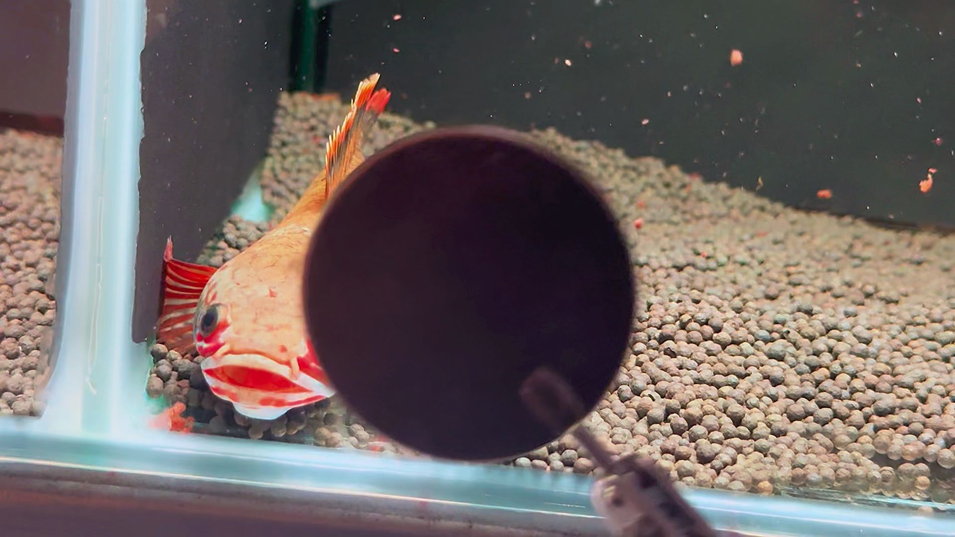 雷龍魚喂什么飼料好（雷龍魚飼料品牌推薦）