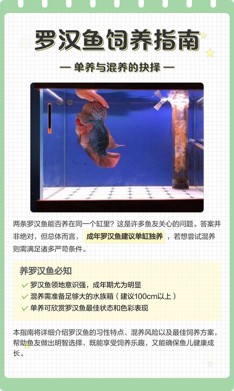 金龍魚(yú)羅漢魚(yú)混養(yǎng)怎么樣