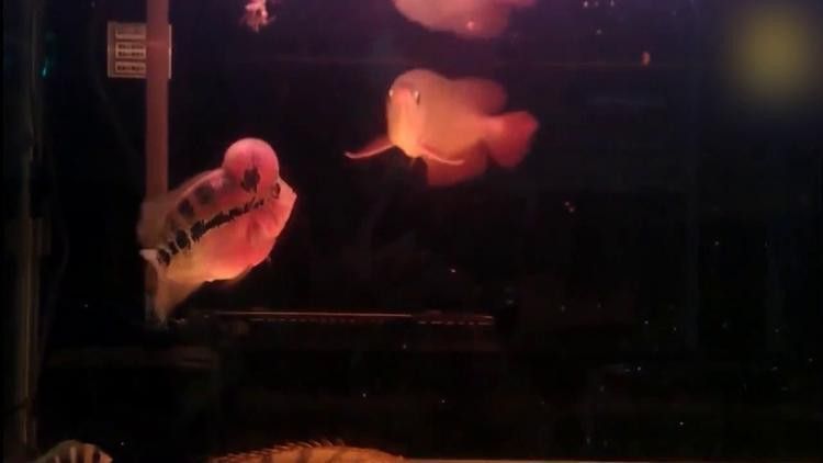 金龍魚(yú)羅漢魚(yú)混養(yǎng)怎么樣