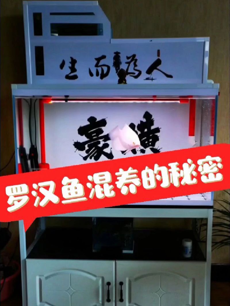 金龍魚(yú)羅漢魚(yú)混養(yǎng)怎么樣