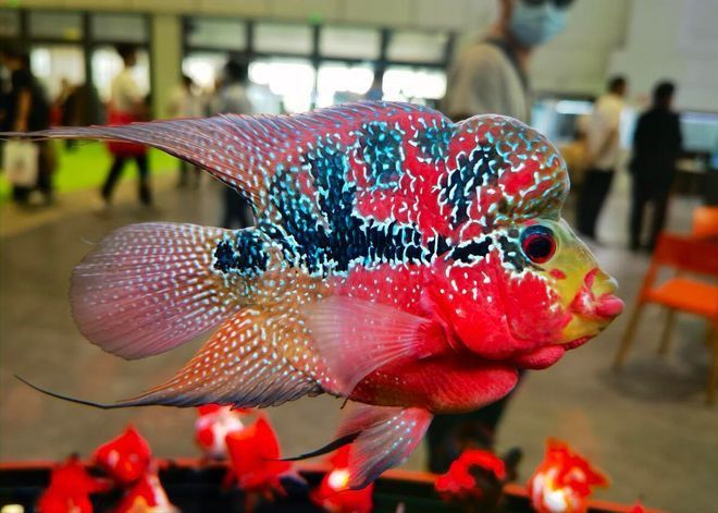 金龍魚(yú)羅漢魚(yú)混養(yǎng)怎么樣