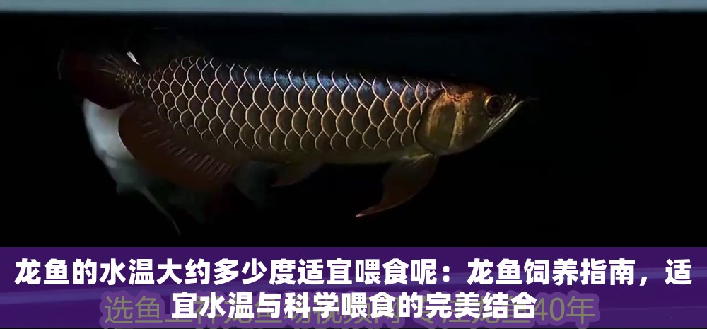 龍魚的水溫大約多少度適宜喂食呢：龍魚飼養(yǎng)指南，適宜水溫與科學喂食的完美結(jié)合