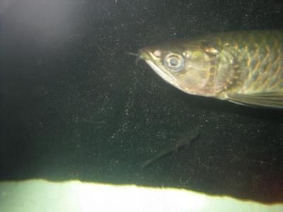 星點龍魚配對失敗常見原因：星點龍魚配對失敗的原因