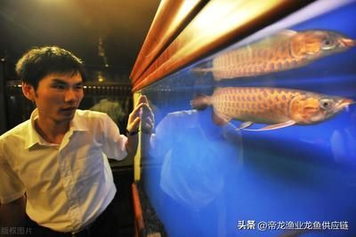龍魚養(yǎng)殖利潤（龍魚養(yǎng)殖的利潤空間） 龍魚養(yǎng)殖利潤（龍魚養(yǎng)殖的利潤空間） 龍魚百科 第4張