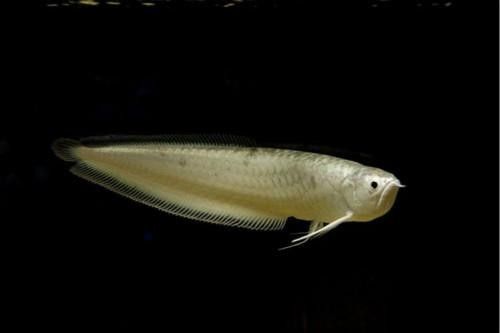 黑龍魚圖片高清