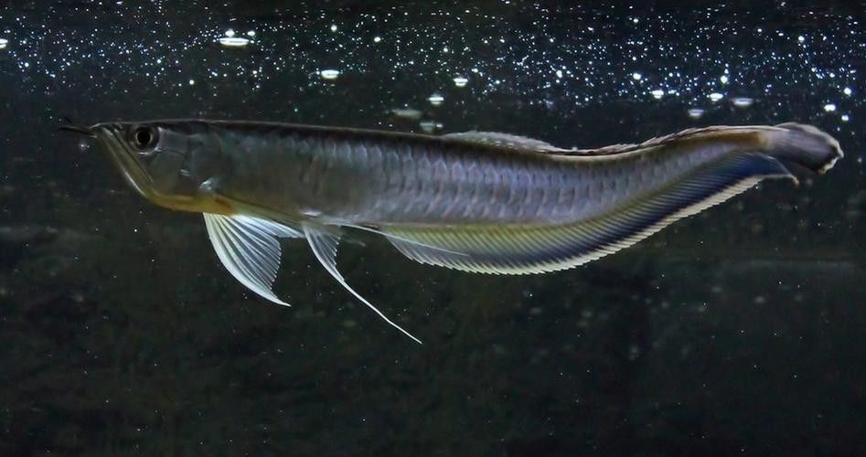 黑龍魚圖片高清