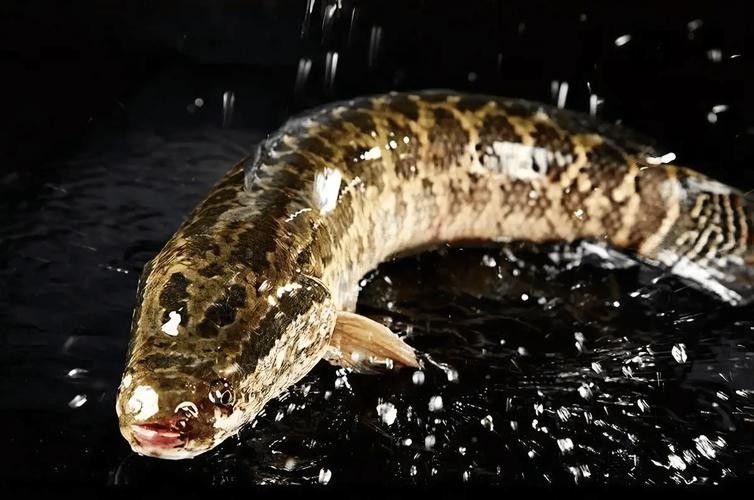 黑龍魚圖片高清