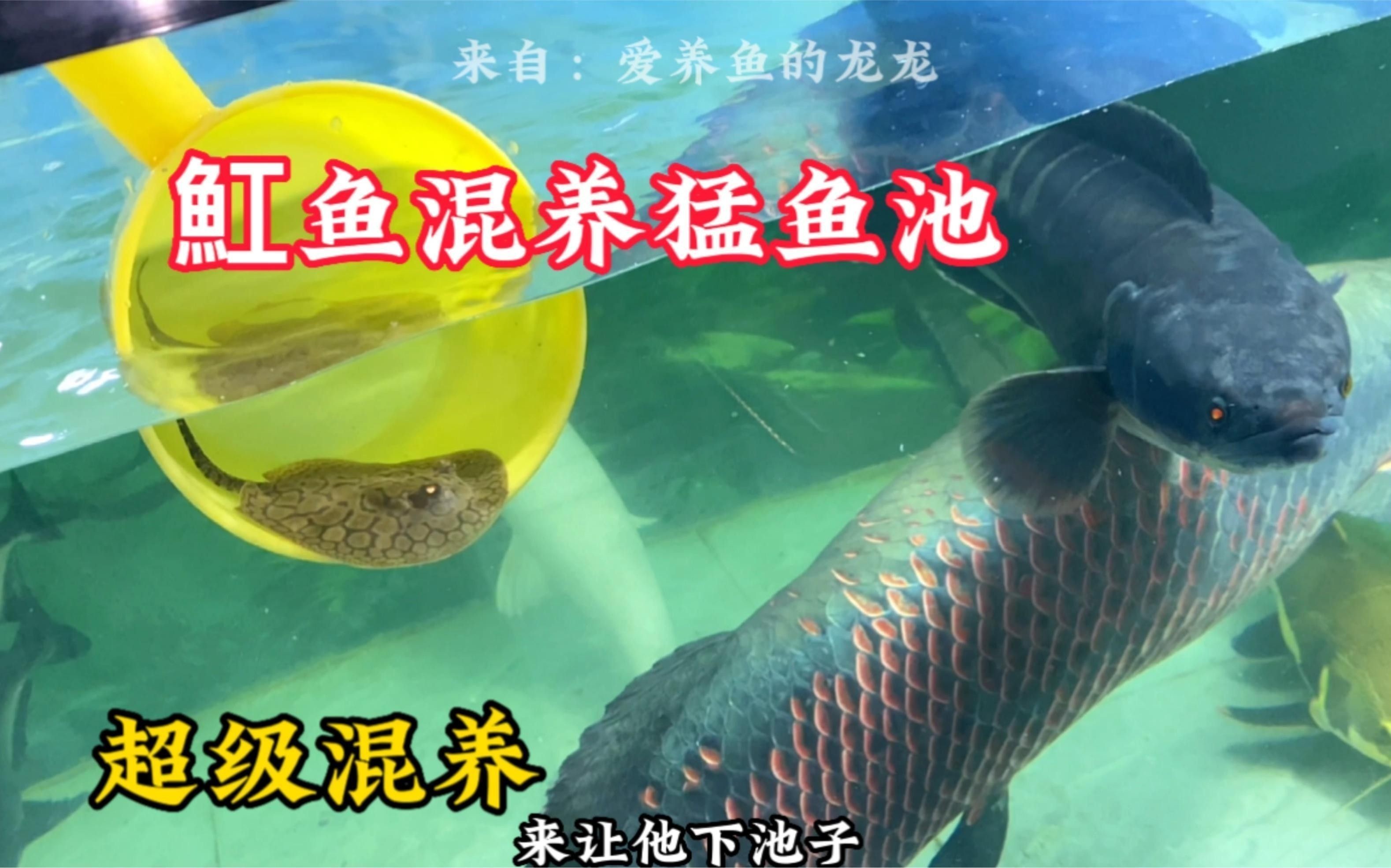 龍魚和魟魚混養(yǎng)需要多長時間適應(yīng)