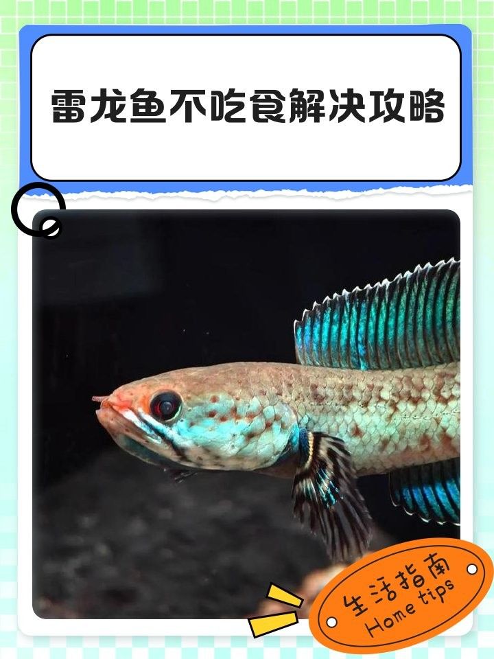 雷龍魚吃食不積極