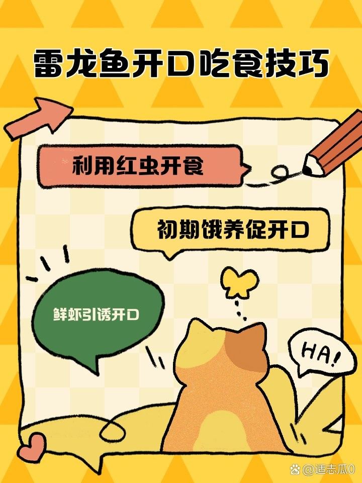 雷龍魚吃食不積極