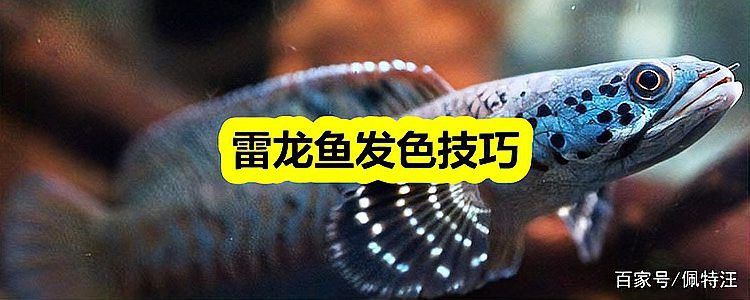 紅魔神雷龍魚多大發(fā)色好看