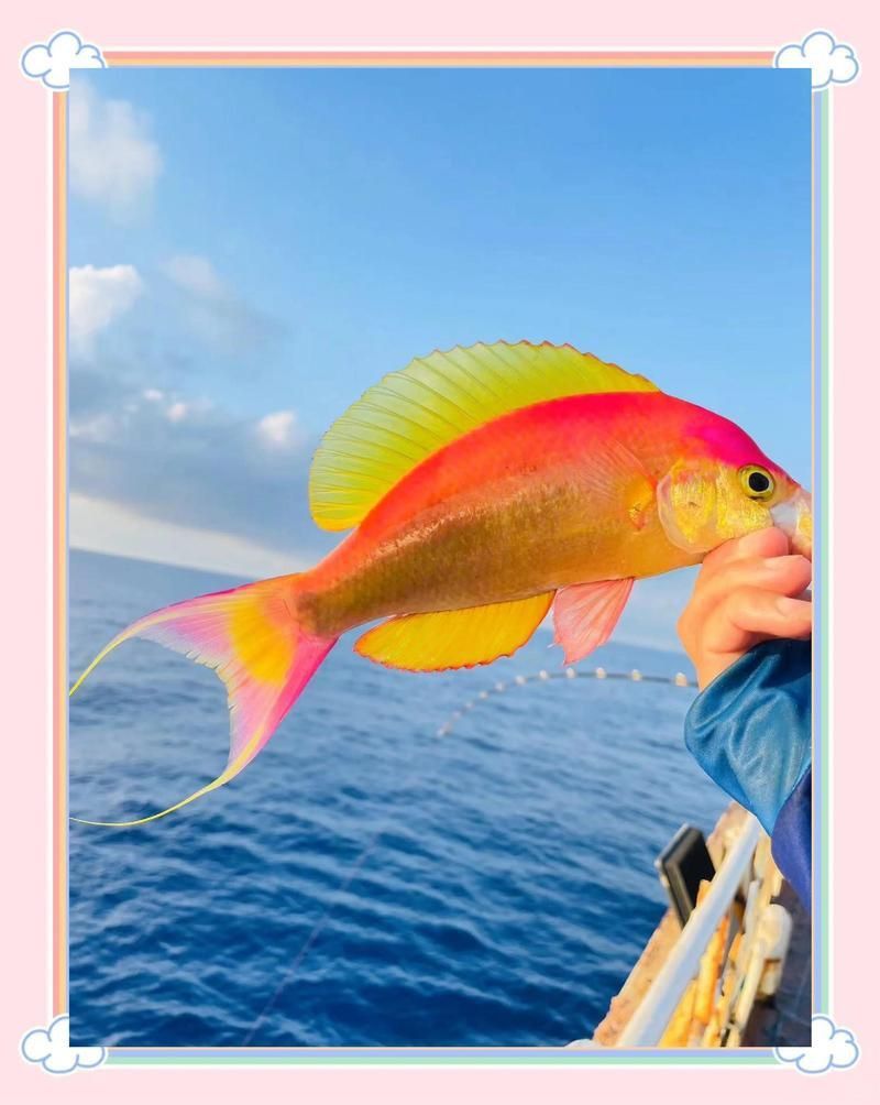 金菠蘿魚多少一斤