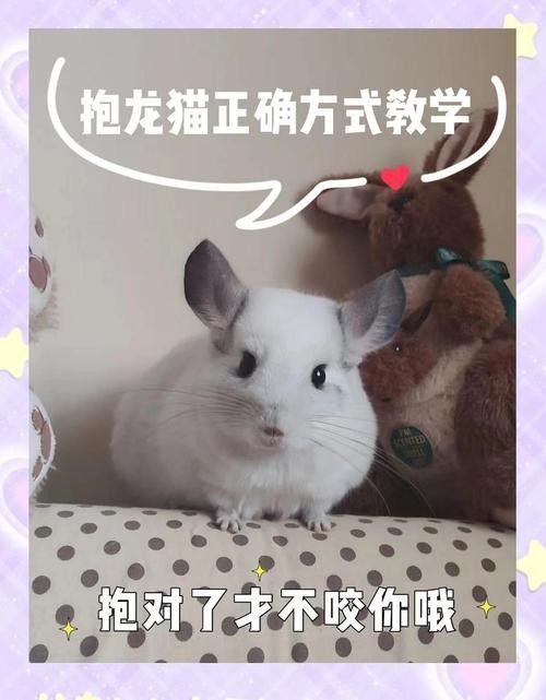 哪種方法對龍貓最安全？