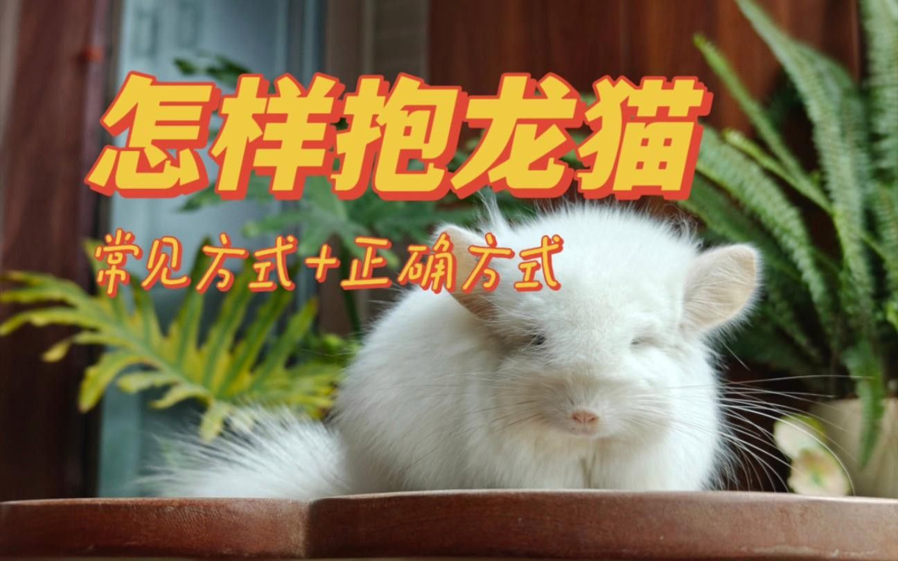 哪種方法對龍貓最安全？