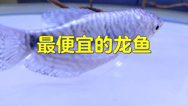 龍魚那個品種最便宜