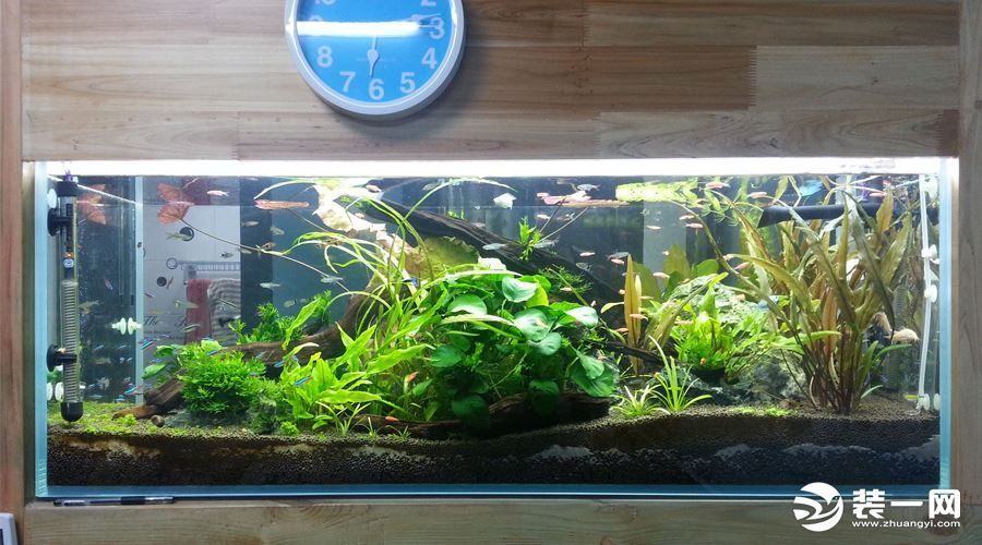 龍魚缸怎么改草缸：“龍魚缸怎么改草缸”，水草缸過濾系統的維護技巧