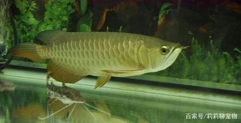 50公分的寶石龍魚：50公分寶石龍魚價(jià)格在6000元到8000元到8000元 50公分的寶石龍魚：50公分寶石龍魚價(jià)格在6000元到8000元到8000元 龍魚百科 第4張