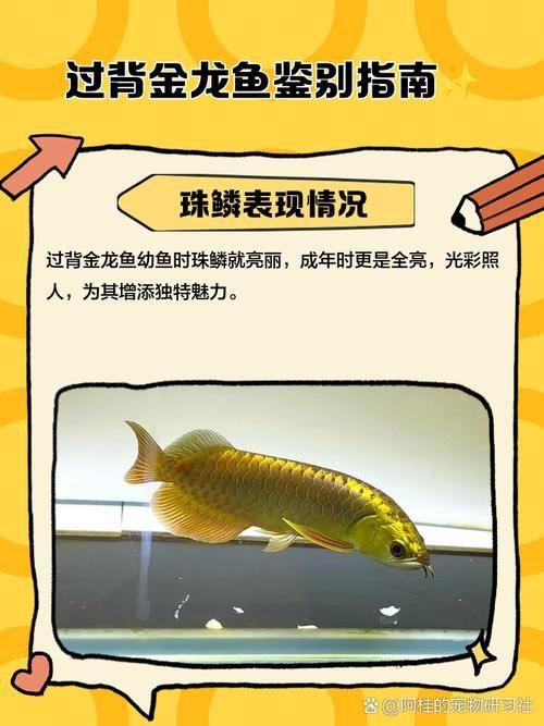 金龍魚爬背特征圖解