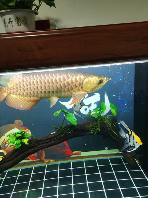 金龍魚爬背特征圖解