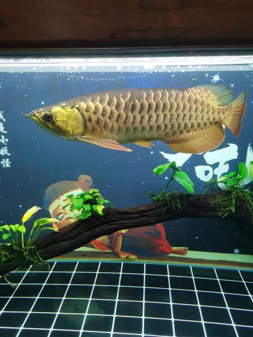 金龍魚爬背特征圖解