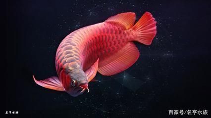 紅龍魚高清手機壁紙：如何找到紅龍魚的高清手機壁紙