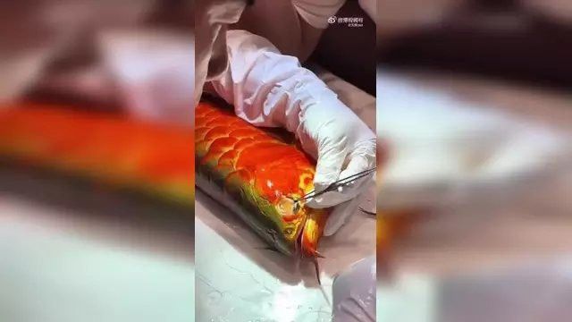 給金龍魚做手術還要縫線嗎視頻