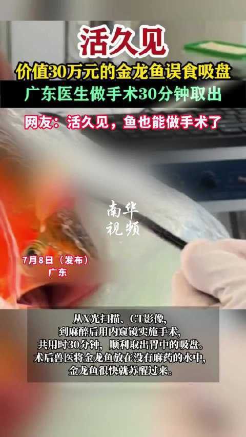給金龍魚做手術還要縫線嗎視頻