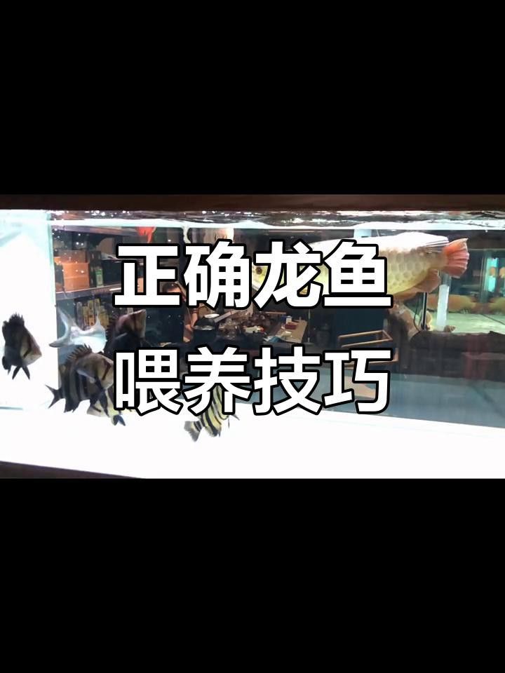 如何給龍魚喂食？